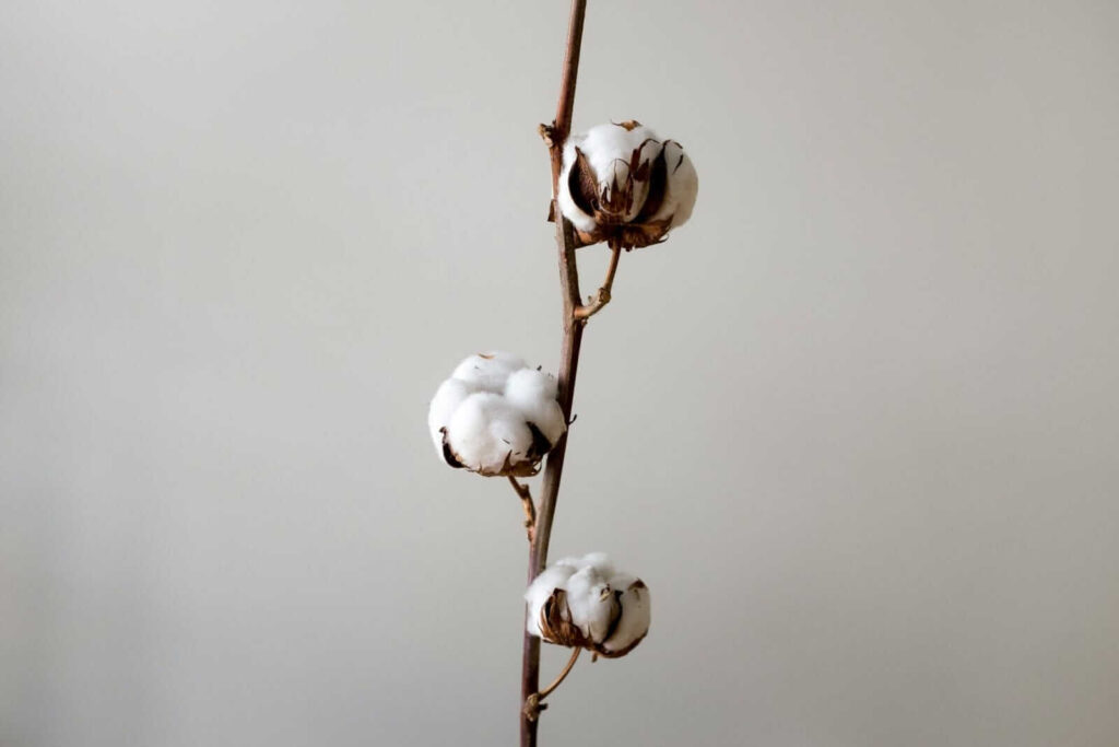 Cotton Holds Gains into the Close