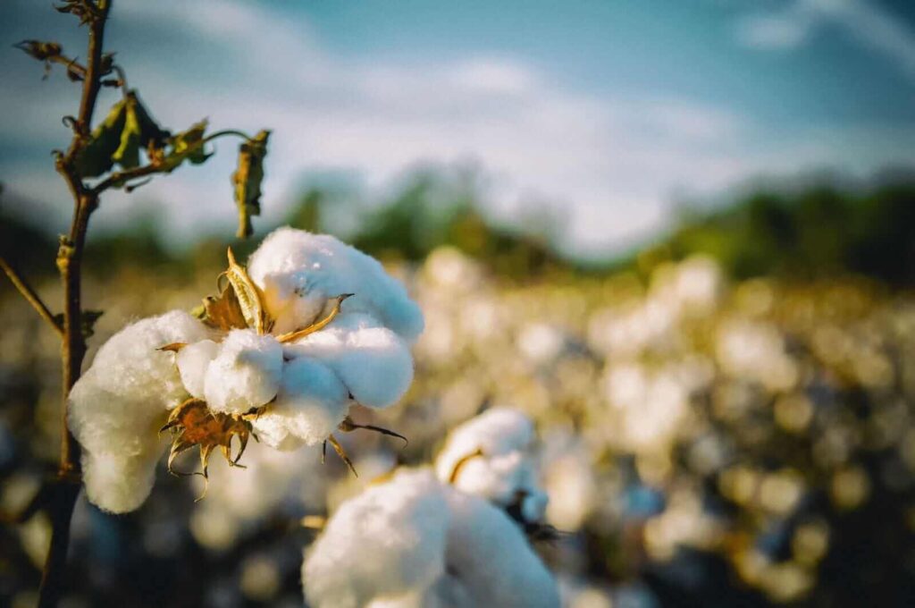 Cotton Posting Monday Midday Gains