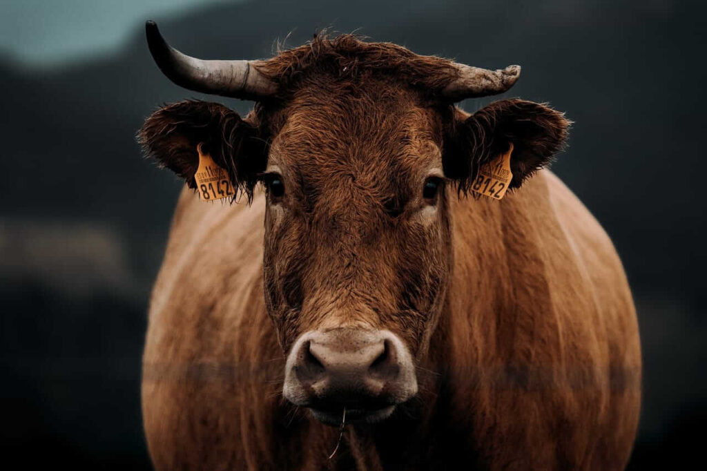 CCattle Look to Wednesday Trade as Rally Extended on Tuesday CCattle Look to Wednesday Trade as Rally Extended on Tuesday